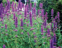 Agastache 'Blue Boa' (PBR) 8 Agastache 'Blue Boa' (PBR) -Cheap Plants Store pl2000022948 card4 lg