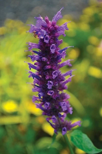 Agastache 'Blue Boa' (PBR) 5 Agastache 'Blue Boa' (PBR) - Image 5