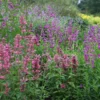 Agastache Mexicana 'Red Fortune' (PBR)