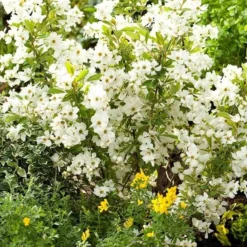 Exochorda × Macrantha 'Niagara' (PBR) -Cheap Plants Store pl2000023499 card4 lg