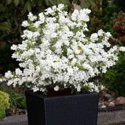 Exochorda × Macrantha 'Niagara' (PBR) -Cheap Plants Store pl2000023499 card5 lg