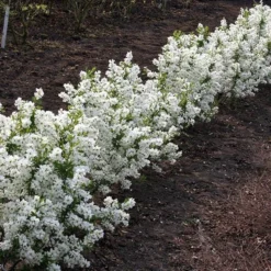 Exochorda × Macrantha 'Niagara' (PBR) -Cheap Plants Store pl2000023499 card6 lg