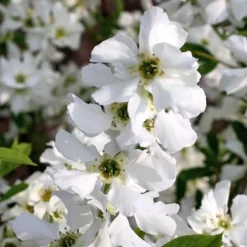 Exochorda × Macrantha 'Niagara' (PBR) -Cheap Plants Store pl2000023499 card7 lg
