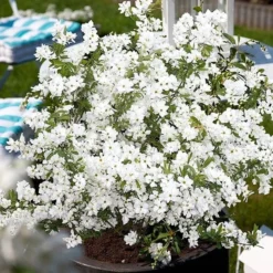 Exochorda × Macrantha 'Niagara' (PBR) -Cheap Plants Store pl2000023499 card8 lg