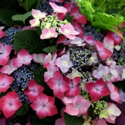 Hydrangea Macrophylla 'Kardinal Violet'