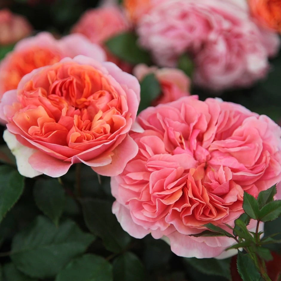 Rosa Duchess Of Cornwall ('Tan97157') 1 Rosa Duchess Of Cornwall ('Tan97157')