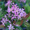 Trachelospermum Asiaticum 'Pink Showers'