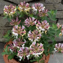 Lonicera Periclymenum 'Strawberries And Cream' ®