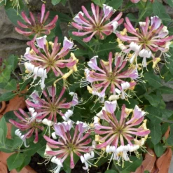 Lonicera Periclymenum 'Strawberries And Cream' ® -Cheap Plants Store pl2000023628 card3 lg