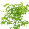 Acer Palmatum Going Green ('Sonkootgre') (PBR)