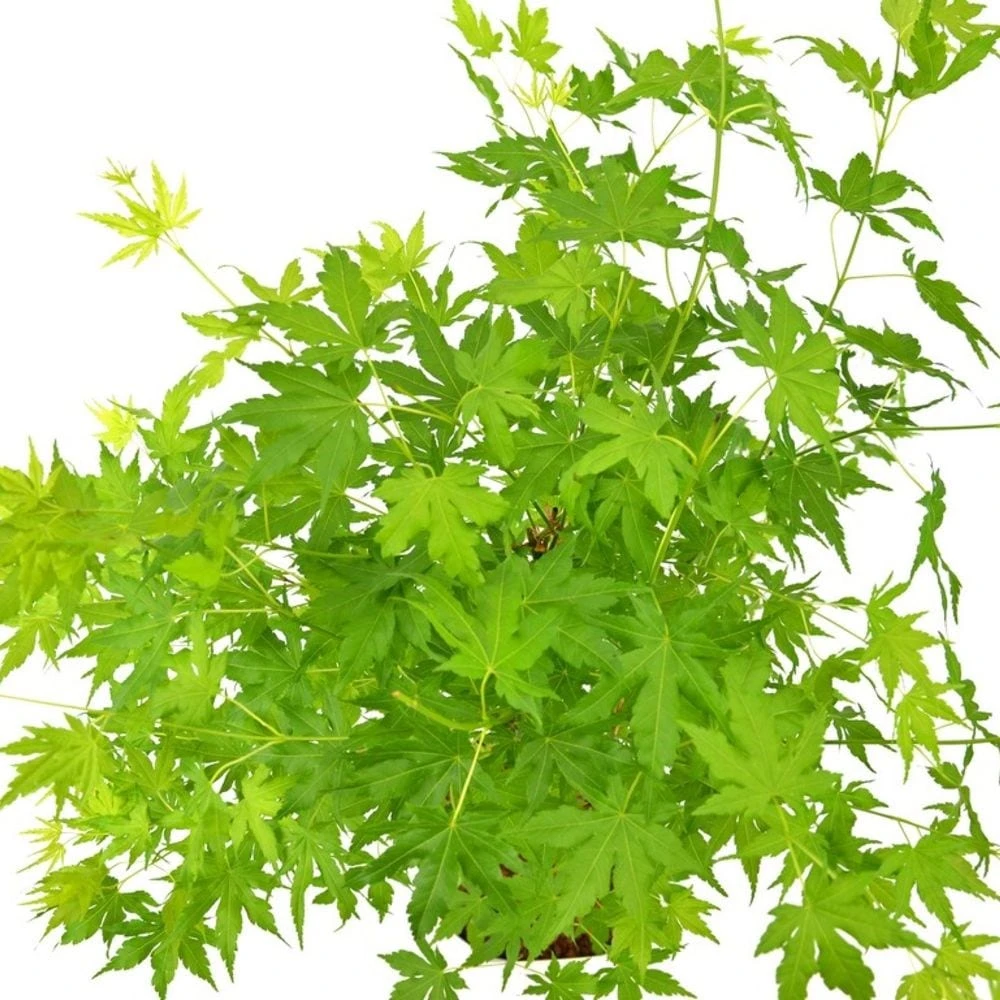 Acer Palmatum Going Green ('Sonkootgre') (PBR) 2 Acer Palmatum Going Green ('Sonkootgre') (PBR) - Image 2