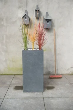 Acer Palmatum Going Green ('Sonkootgre') (PBR) 5 Acer Palmatum Going Green ('Sonkootgre') (PBR) -Cheap Plants Store pl2000023636 card3 lg