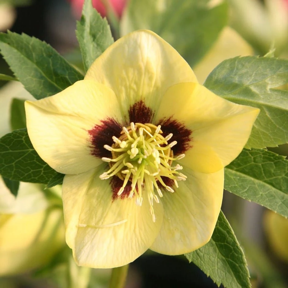 Helleborus × Hybridus Harvington Yellow With Dark Eye 1 Helleborus × Hybridus Harvington Yellow With Dark Eye