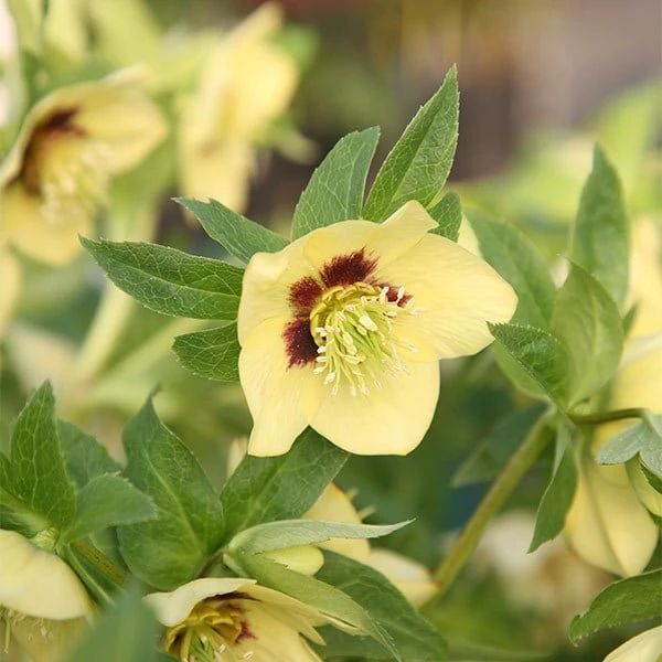Helleborus × Hybridus Harvington Yellow With Dark Eye 2 Helleborus × Hybridus Harvington Yellow With Dark Eye - Image 2