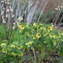 Helleborus × Hybridus Harvington Yellow With Dark Eye 5 Helleborus × Hybridus Harvington Yellow With Dark Eye -Cheap Plants Store pl2000023660 card3 lg