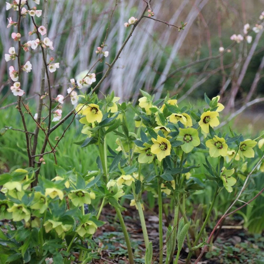 Helleborus × Hybridus Harvington Yellow With Dark Eye 3 Helleborus × Hybridus Harvington Yellow With Dark Eye - Image 3