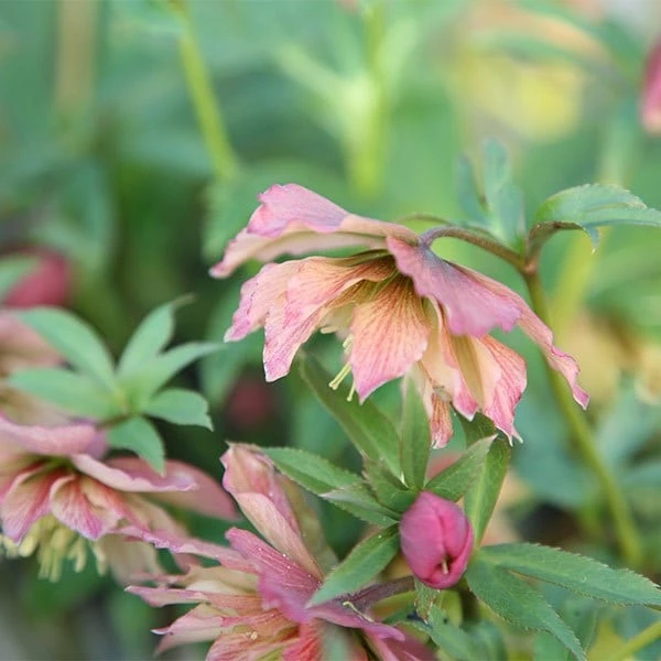 Helleborus × Hybridus Harvington Double Apricot 2 Helleborus × Hybridus Harvington Double Apricot - Image 2