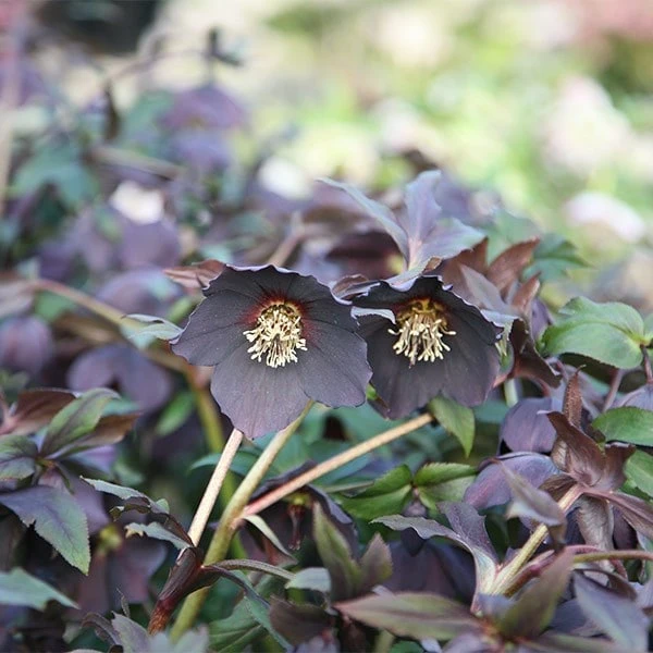 Helleborus × Hybridus Harvington Black 2 Helleborus × Hybridus Harvington Black - Image 2