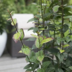 Parrotia Persica Persian Spire ('JLPN01') (PBR) -Cheap Plants Store pl2000023845 card3 lg