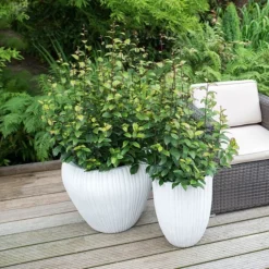 Parrotia Persica Persian Spire ('JLPN01') (PBR) -Cheap Plants Store pl2000023845 card4 lg