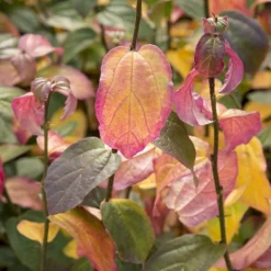 Parrotia Persica Persian Spire ('JLPN01') (PBR) -Cheap Plants Store pl2000023845 card5 lg