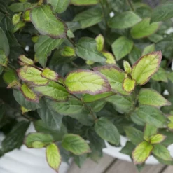 Parrotia Persica Persian Spire ('JLPN01') (PBR) -Cheap Plants Store pl2000023845 card7 lg