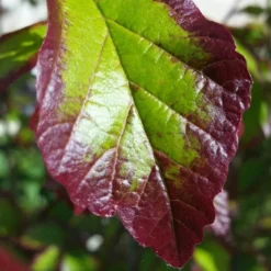 Parrotia Persica Persian Spire ('JLPN01') (PBR) -Cheap Plants Store pl2000023845 card8 lg