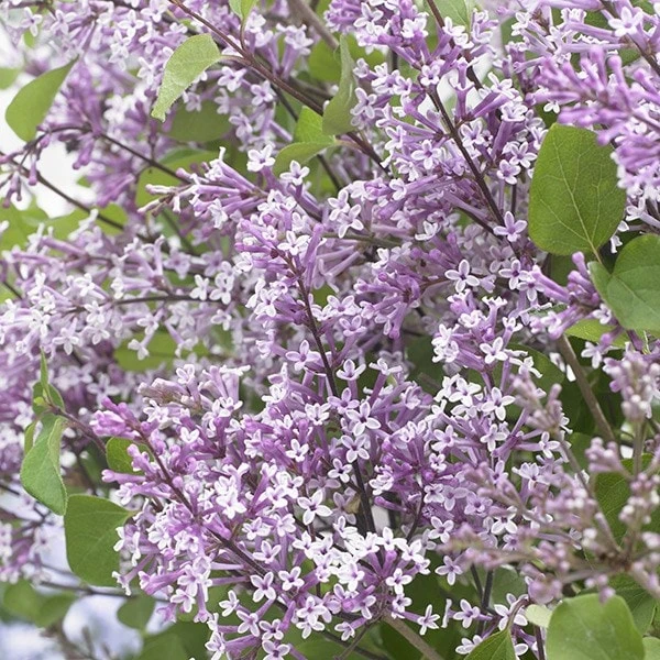 Syringa Meyeri Flowerfesta Purple ('Anny200809') (PBR)(Flowerfesta Series) 2 Syringa Meyeri Flowerfesta Purple ('Anny200809') (PBR)(Flowerfesta Series) - Image 2