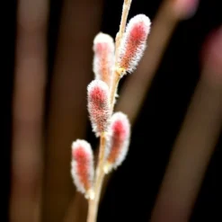 Salix Gracilistyla 'Mount Aso' -Cheap Plants Store pl2000023853 card3 lg
