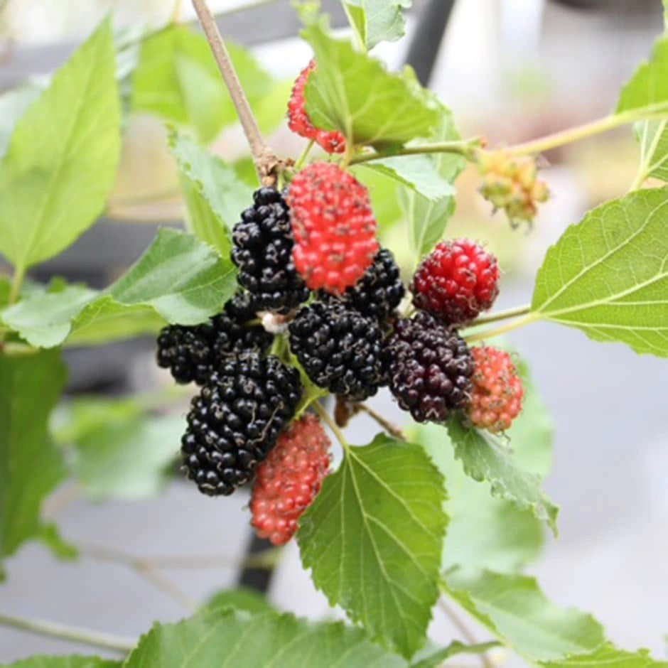 Dwarf Mulberry Mojo Berry ('Matsunaga') (PBR) 1 Dwarf Mulberry Mojo Berry ('Matsunaga') (PBR)