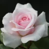 Rosa A Whiter Shade Of Pale ('Peafanfare') (PBR)