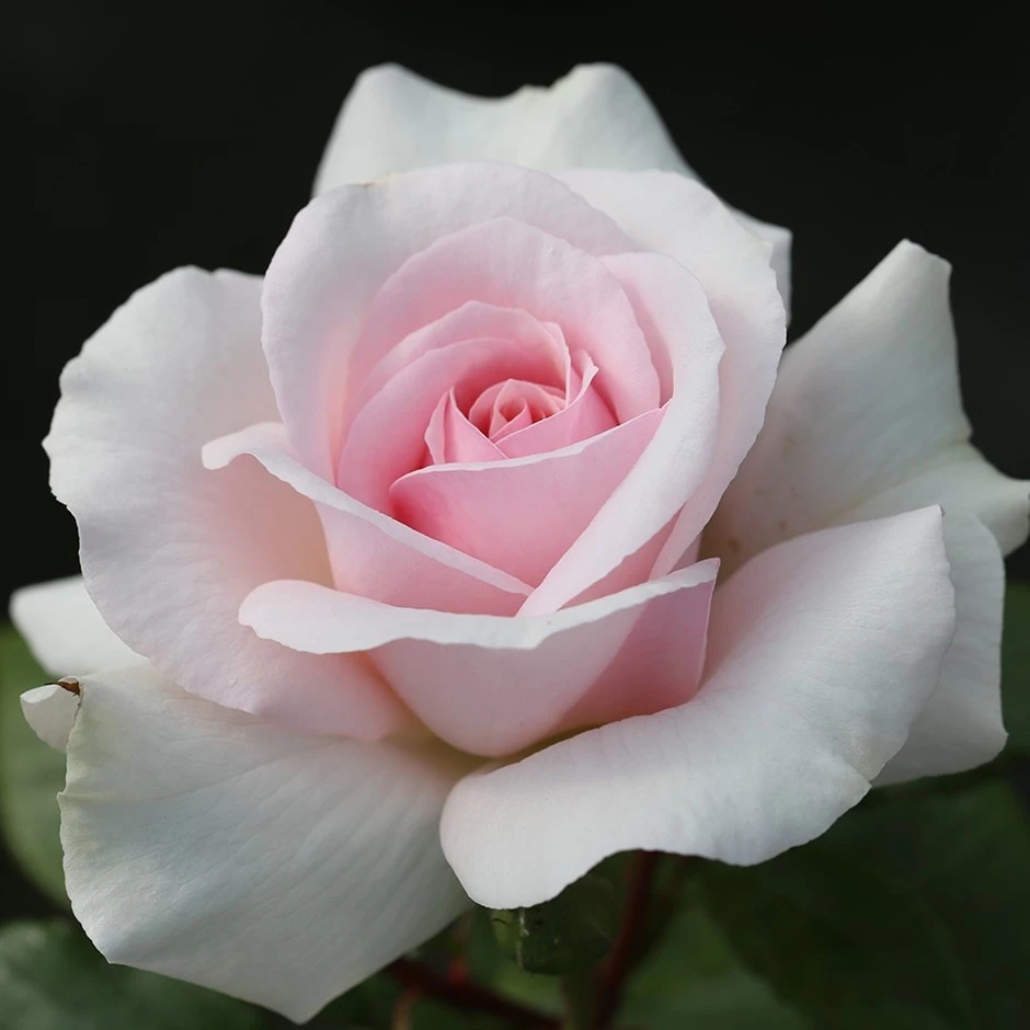 Rosa A Whiter Shade Of Pale ('Peafanfare') (PBR) 1 Rosa A Whiter Shade Of Pale ('Peafanfare') (PBR)