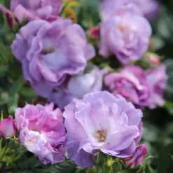 Rosa Blue For You ('Pejamblu') (PBR) -Cheap Plants Store pl2000023896 card3 lg