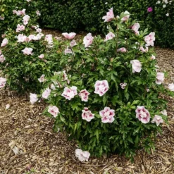Hibiscus Syriacus Starburst Chiffon ('Rwoods6') (PBR) (Chiffon Series) -Cheap Plants Store pl2000023900 card3 lg