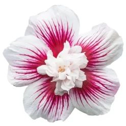 Hibiscus Syriacus Starburst Chiffon ('Rwoods6') (PBR) (Chiffon Series) -Cheap Plants Store pl2000023900 card6 lg