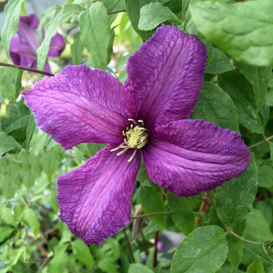 Clematis 'Valour' 1 Clematis 'Valour'