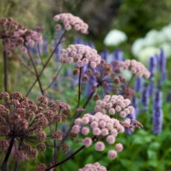 Agastache & Angelica Plant Combination