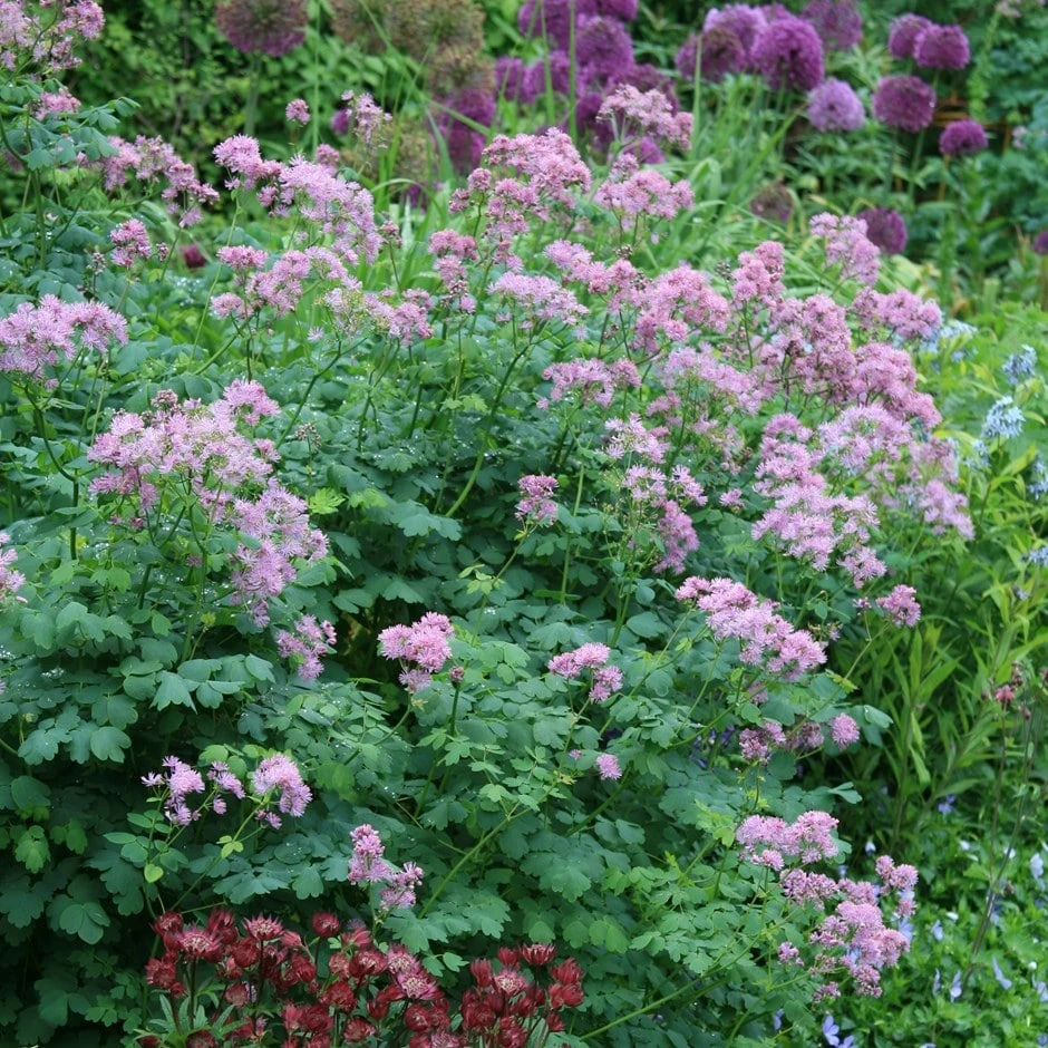 Thalictrum & Astrantia Plant Combination 1 Thalictrum & Astrantia Plant Combination