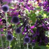 Echinops & Salvia Plant Combination