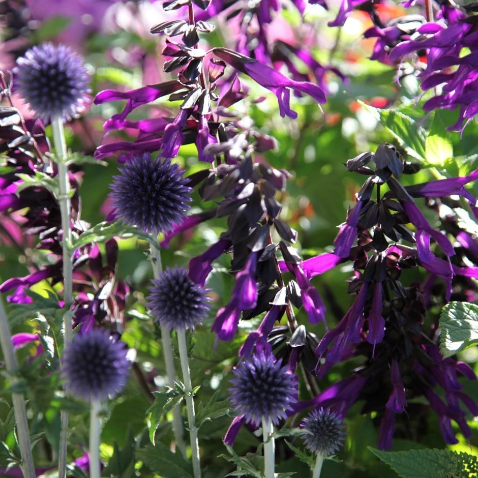 Echinops & Salvia Plant Combination 1 Echinops & Salvia Plant Combination