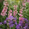 Lythrum & Campanula Plant Combination