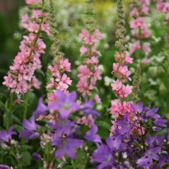 Lythrum & Campanula Plant Combination