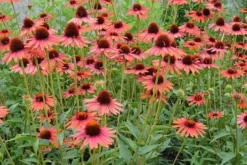 Echinacea 'Hot Lava' (PBR) 5 Echinacea 'Hot Lava' (PBR) -Cheap Plants Store pl2000024661 card3 lg