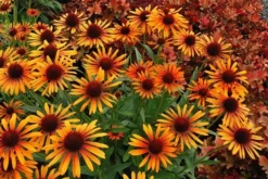 Echinacea 'Flame Thrower' (PBR) -Cheap Plants Store pl2000024662 card3 lg