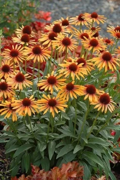 Echinacea 'Flame Thrower' (PBR) -Cheap Plants Store pl2000024662 card4 lg