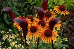 Echinacea 'Flame Thrower' (PBR) -Cheap Plants Store pl2000024662 card5 lg