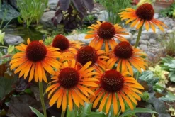 Echinacea 'Flame Thrower' (PBR) -Cheap Plants Store pl2000024662 card6 lg