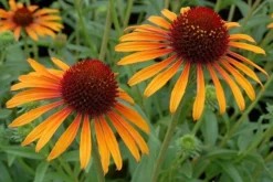 Echinacea 'Flame Thrower' (PBR) -Cheap Plants Store pl2000024662 card7 lg