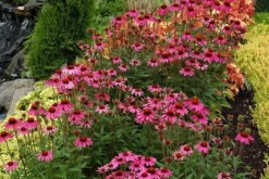 Echinacea 'Amazing Dream' (PBR) -Cheap Plants Store pl2000024665 card3 lg