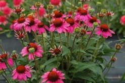Echinacea 'Amazing Dream' (PBR) -Cheap Plants Store pl2000024665 card4 lg